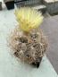 Preview: Astrophytum capricorne niveum